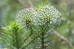 Paepalanthus chiquitensis
