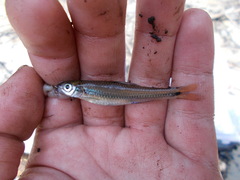 Notropis petersoni