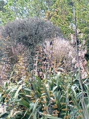 Prosthemadera novaeseelandiae
