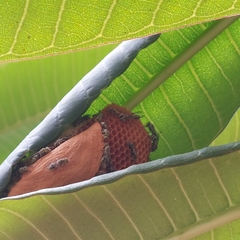 Protopolybia exigua