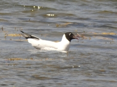 Chroicocephalus serranus