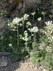 Tomostima cuneifolia