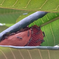 Protopolybia exigua