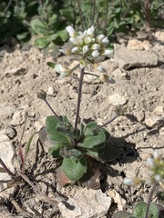 Tomostima cuneifolia