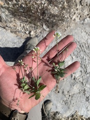 Tomostima cuneifolia