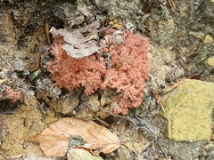 Ramaria botrytis