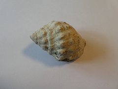 Stramonita haemastoma