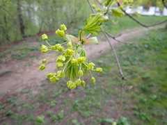 Acer platanoides