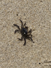 Hemigrapsus sanguineus