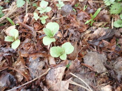 Impatiens glandulifera