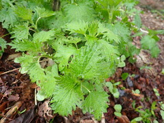 Urtica dioica