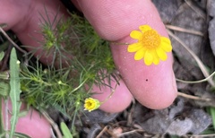 Thymophylla tenuiloba