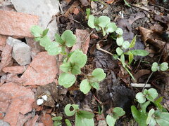 Impatiens glandulifera