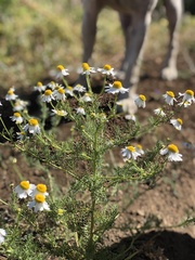Matricaria chamomilla