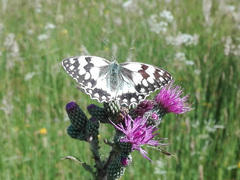 Melanargia lachesis