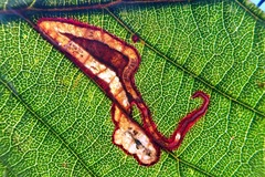 Stigmella aurella
