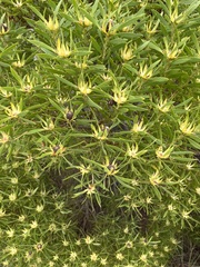 Leucadendron coniferum