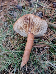 Lactarius aurantiacus