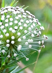 Paepalanthus chiquitensis