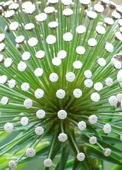 Paepalanthus chiquitensis