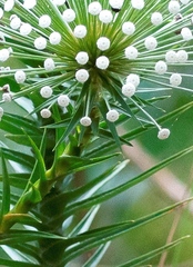Paepalanthus chiquitensis