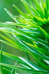 Paepalanthus chiquitensis