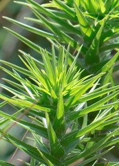 Paepalanthus chiquitensis