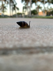 Bulimulus guadalupensis