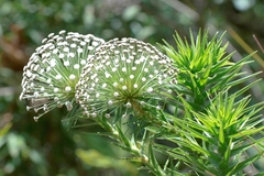Paepalanthus chiquitensis