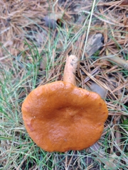 Lactarius aurantiacus