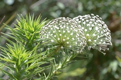 Paepalanthus chiquitensis