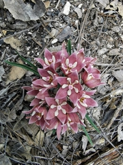Asclepiadoideae