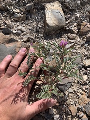 Astragalus lentiginosus araneosus