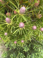 Leucadendron coniferum