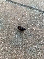 Bulimulus guadalupensis