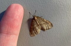 Operophtera bruceata
