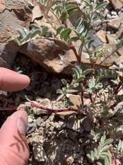 Astragalus lentiginosus araneosus