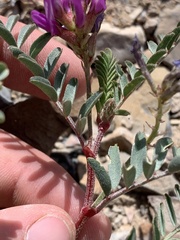 Astragalus lentiginosus araneosus