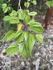 Bauhinieae