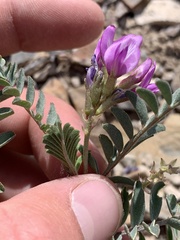 Astragalus lentiginosus araneosus