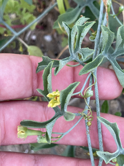 Ibervillea sonorae