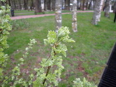 Caragana arborescens