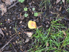 Amanita xanthocephala