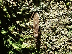 Amphineurus hudsoni
