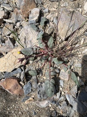 Chylismia scapoidea utahensis