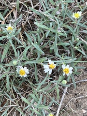 Melampodium cinereum