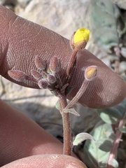 Chylismia scapoidea utahensis