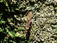 Amphineurus hudsoni