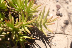 Crassula tetragona