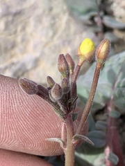 Chylismia scapoidea utahensis